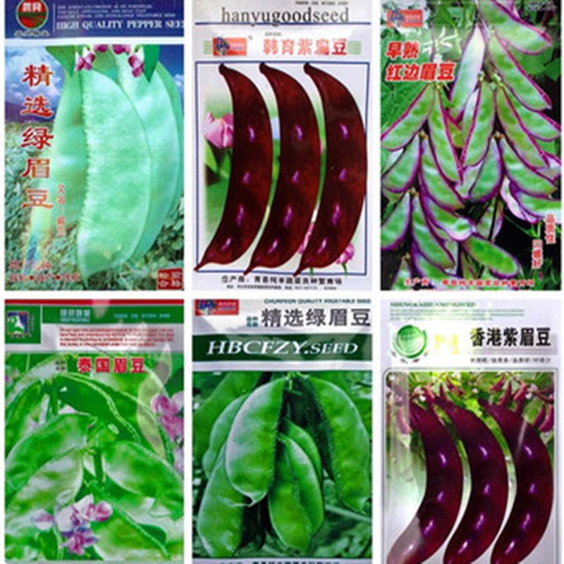 阳台盆栽种植蔬菜庭院绿眉豆种子 绿色蔬菜种子可批发10粒装 阿里巴巴