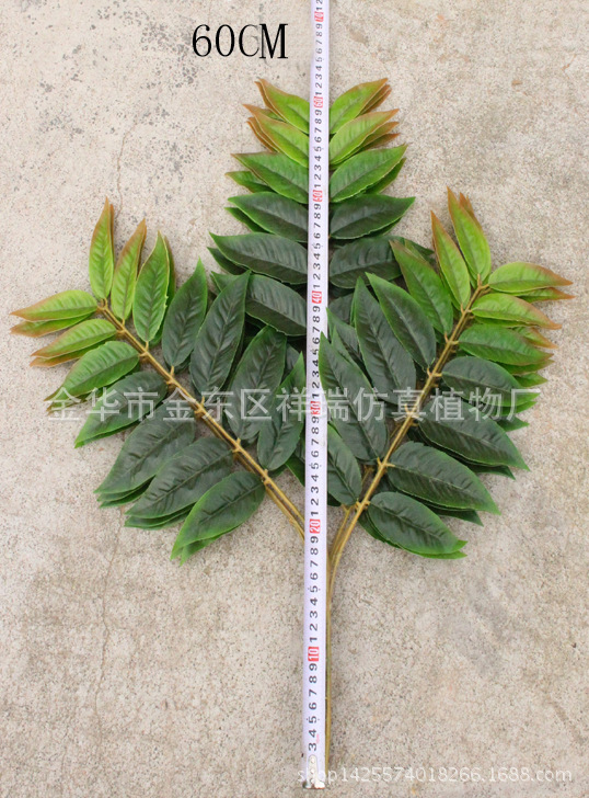 XRB-151天堂叶三叉枝1