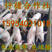 聚焦猪饲料市场新趋势