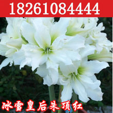 山东青州花卉_低价批发朱顶红种球 山东青州交