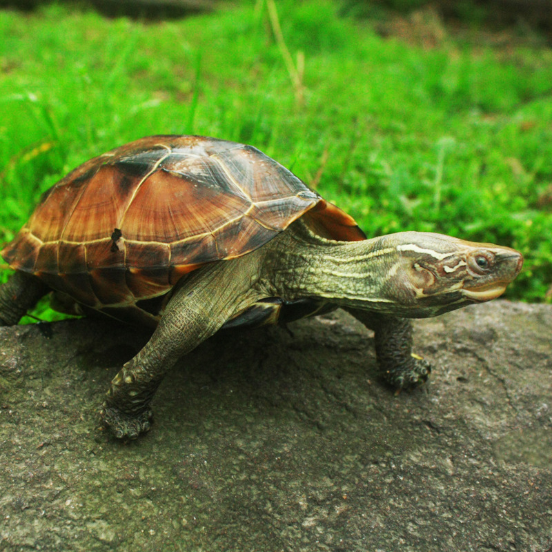 中华草龟商品宠物活体乌龟大草龟金线龟招财龟镇宅龟水族观赏乌龟|ms