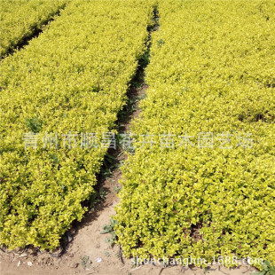 �G����ľ���� �G�h ���~Ůؑ  ���� �ݻ� �޸�����