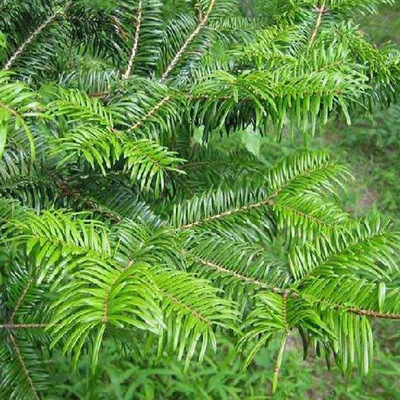 wholesale supply green Seedlings Chinese fir saplings engineering Green seedlings Low price Landscaping