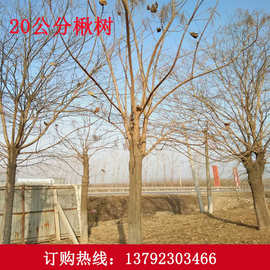 花秋树苗价格 最新花秋树苗价格 批发报价 价格大全 阿里巴巴