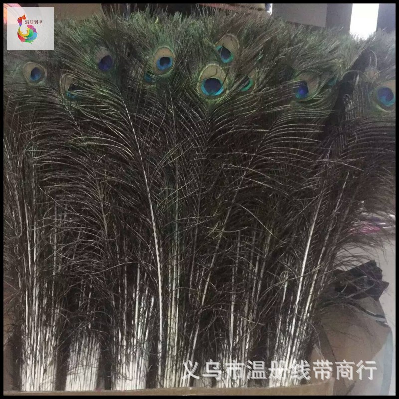 温册羽毛现货大量销售孔雀毛70-80cm印度天然兰孔雀开屏尾加长详情图13