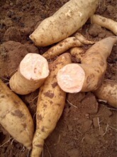 广东红薯价格_今日最新广东红薯价格行情走势