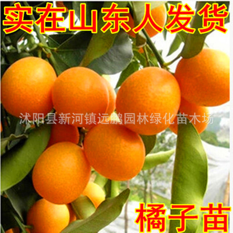 盆栽地栽果树苗金桔苗砂糖蜜橘桔子 橘子树苗 嫁接橘子苗当年结果|ru