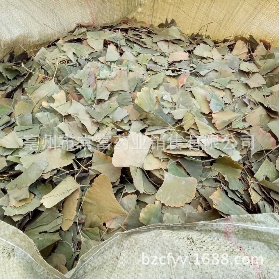 Ginkgo Leaf Tea Yin Xing Ye Dried Ginkgo biloba Leaves Triangular Teabags Fresh Green Cut Leaf 500g preparation