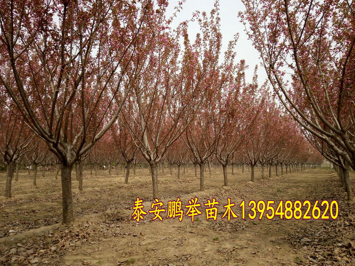 IMG20160407104603