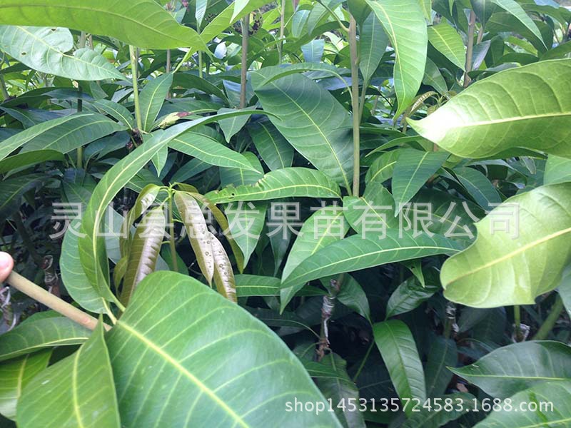 红贵妃芒果苗_果苗果树苗芒果苗 红贵妃 正品