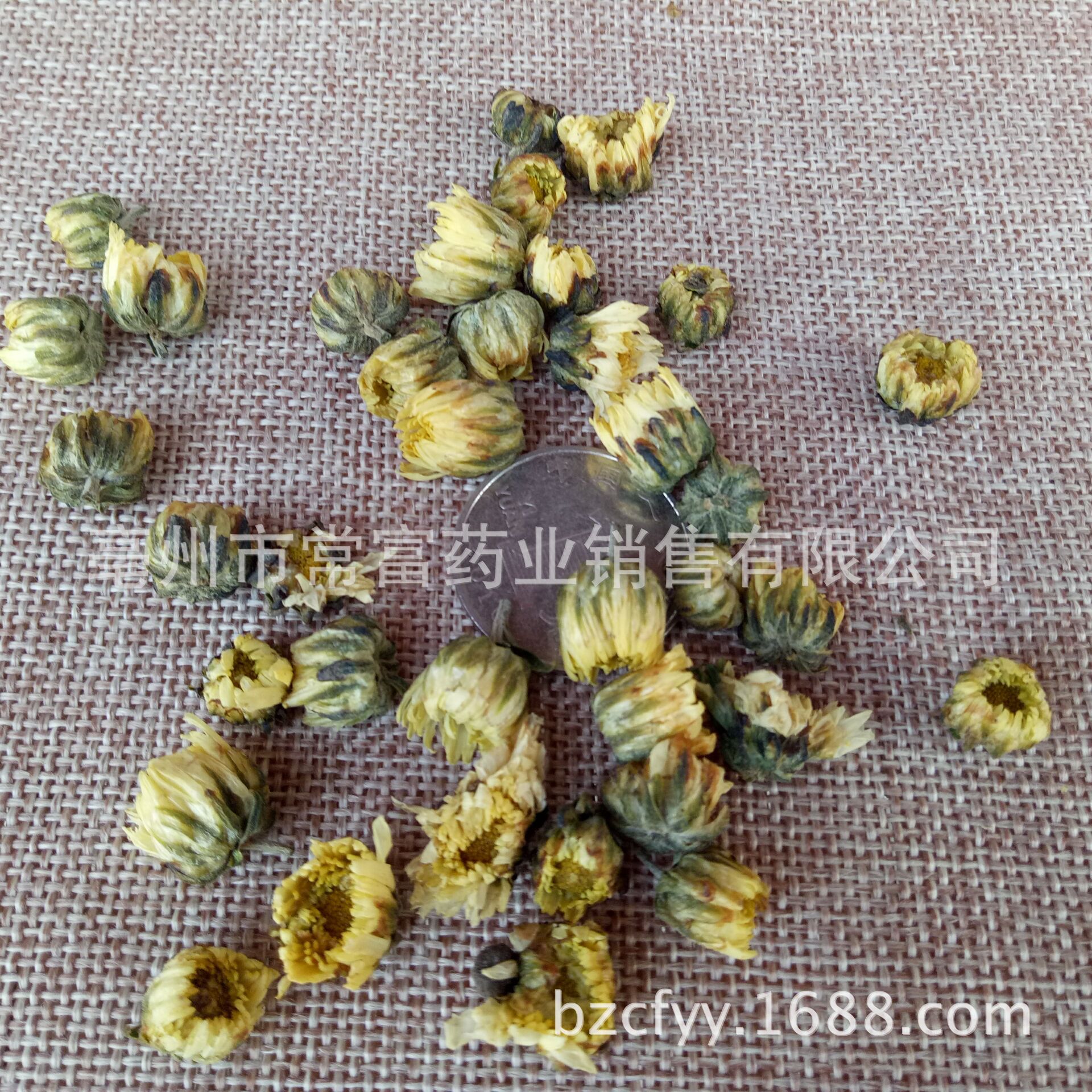 Tai Ju Wang Fetal Chrysanthemum Buds 500g Tongxiang Zhejiang Dried Herbal Tea key features