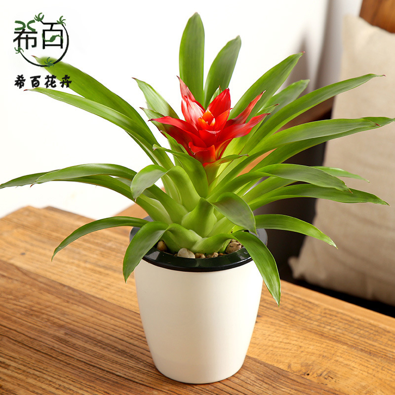 【基地直供】观赏凤梨花卉植物盆景小盆栽鸿运当头（A90）小红星-阿里巴巴
