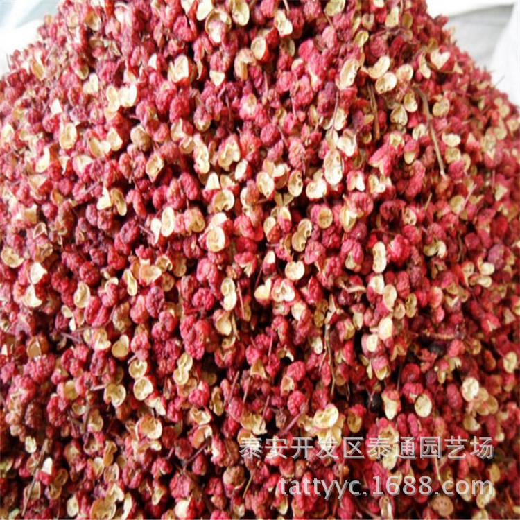 青花椒树苗价格 哪里有大红袍花椒苗出售 1.2米以上花椒苗子价格