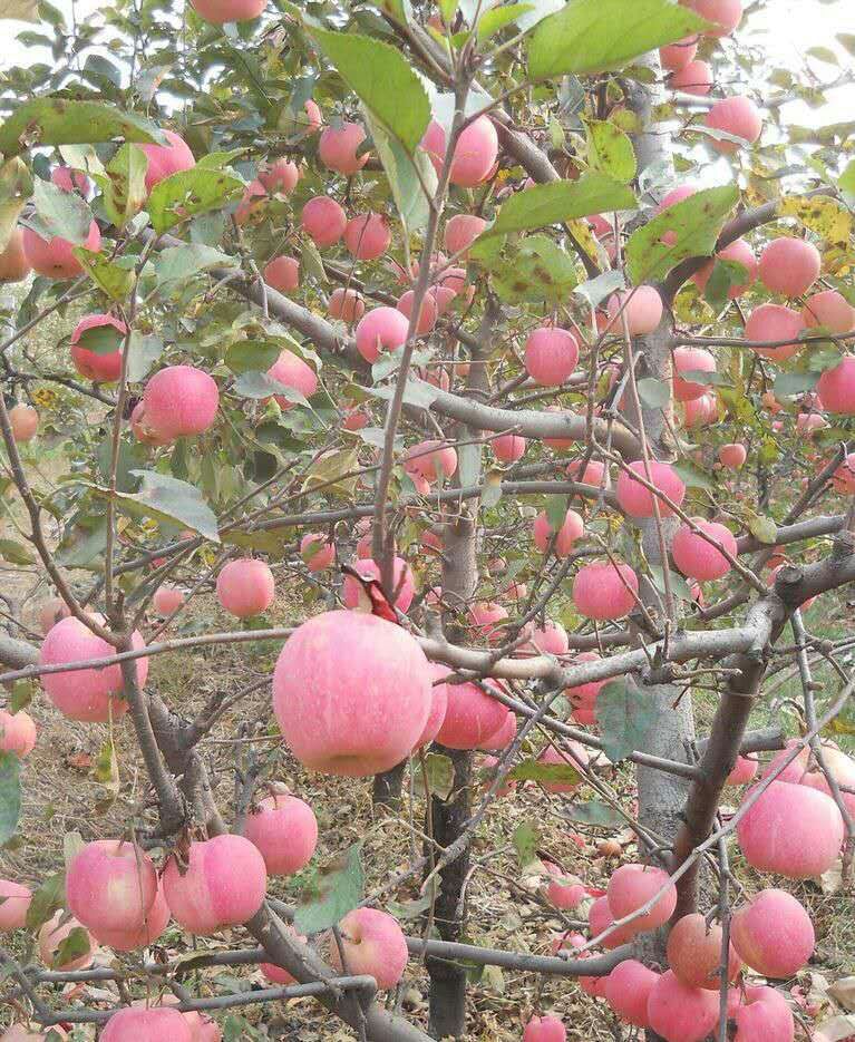 湖南苹果树苗木批发 采购价格 嫁接红富士红肉柱状苹果苗新品种