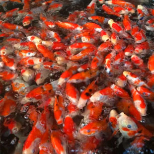 �����x���t�׼��N�t���ձ��\���Lˮ���P�\���^�p�~��ˮ����w���l