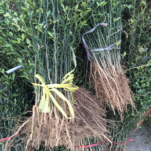 �ך������ ɽ�|��������� �������� 06���ϼ޽�������������