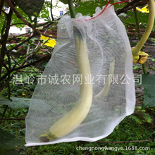 防虫网袋 尼龙网袋水稻浸种育种袋 红龙果套袋果蔬防果蝇套袋
