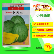 日本小凤西瓜种子耐低温耐弱光礼品西瓜籽早熟黄瓤小西瓜种孑