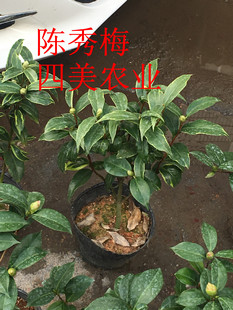 ���������� ��߅ʮ�ˌWʿ�軨   �~Ƭ���н�ɫ  ��ɫɽ�軨