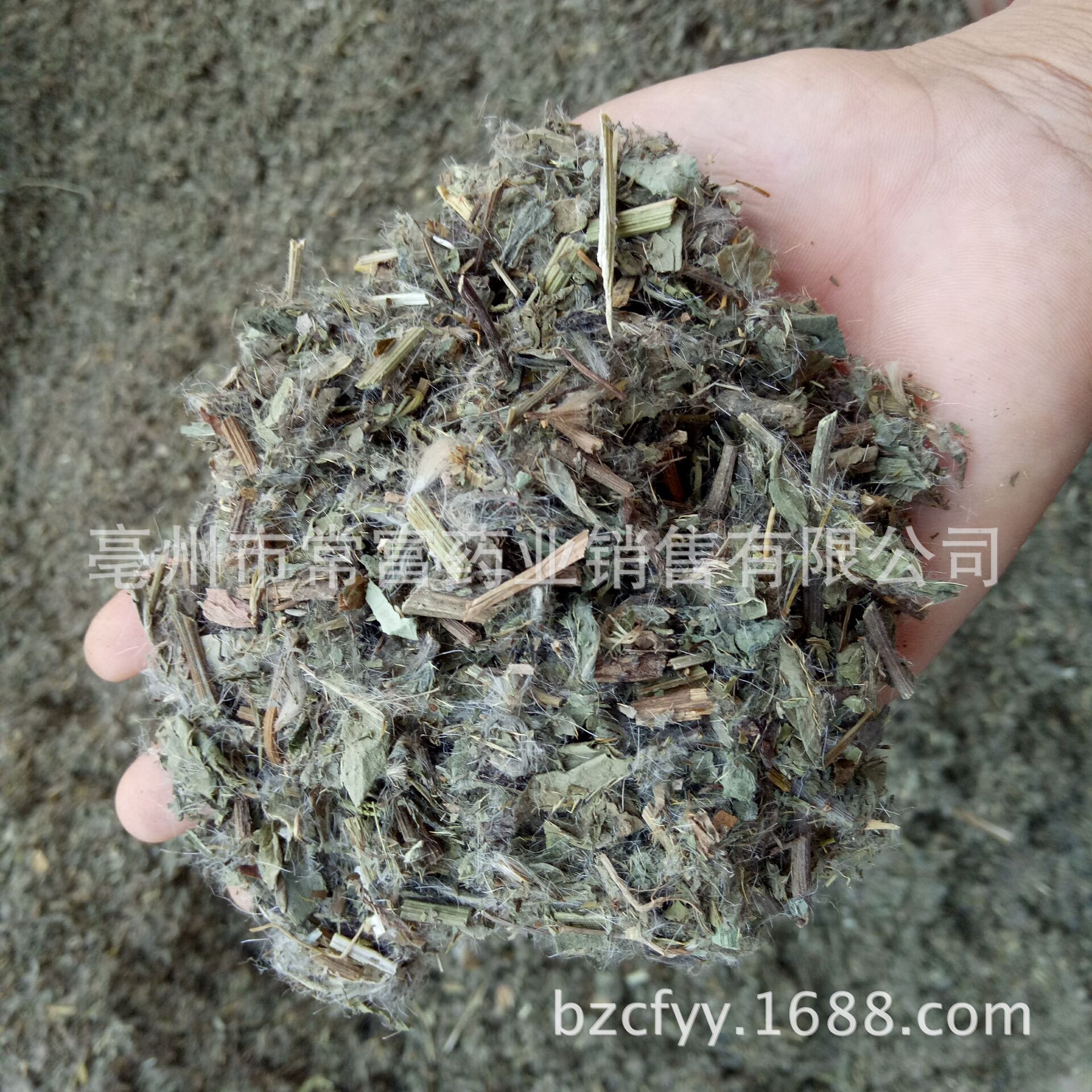 Dried Cirsium Herb Xiao Ji 小蓟 Sliced Chinese Herbal Tea Material 500g in use