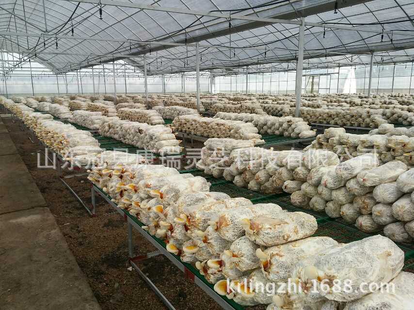 供应出口灵芝菌棒 发满菌丝的活体观赏灵芝盆景菌包 聊城 康瑞灵芝-食品商务网