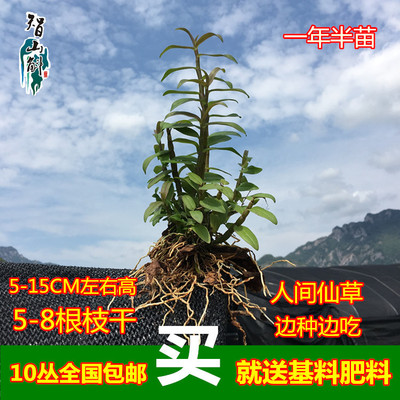 Dendrobium seedlings Red stem domesticated seedlings Seedlings Hill Tin orchid Tin Potted plant