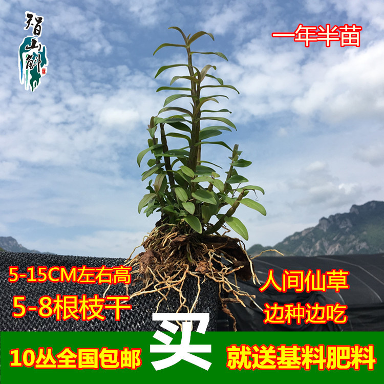 Dendrobium seedlings Red stem domesticated seedlings Seedlings Hill Tin orchid Tin Potted plant