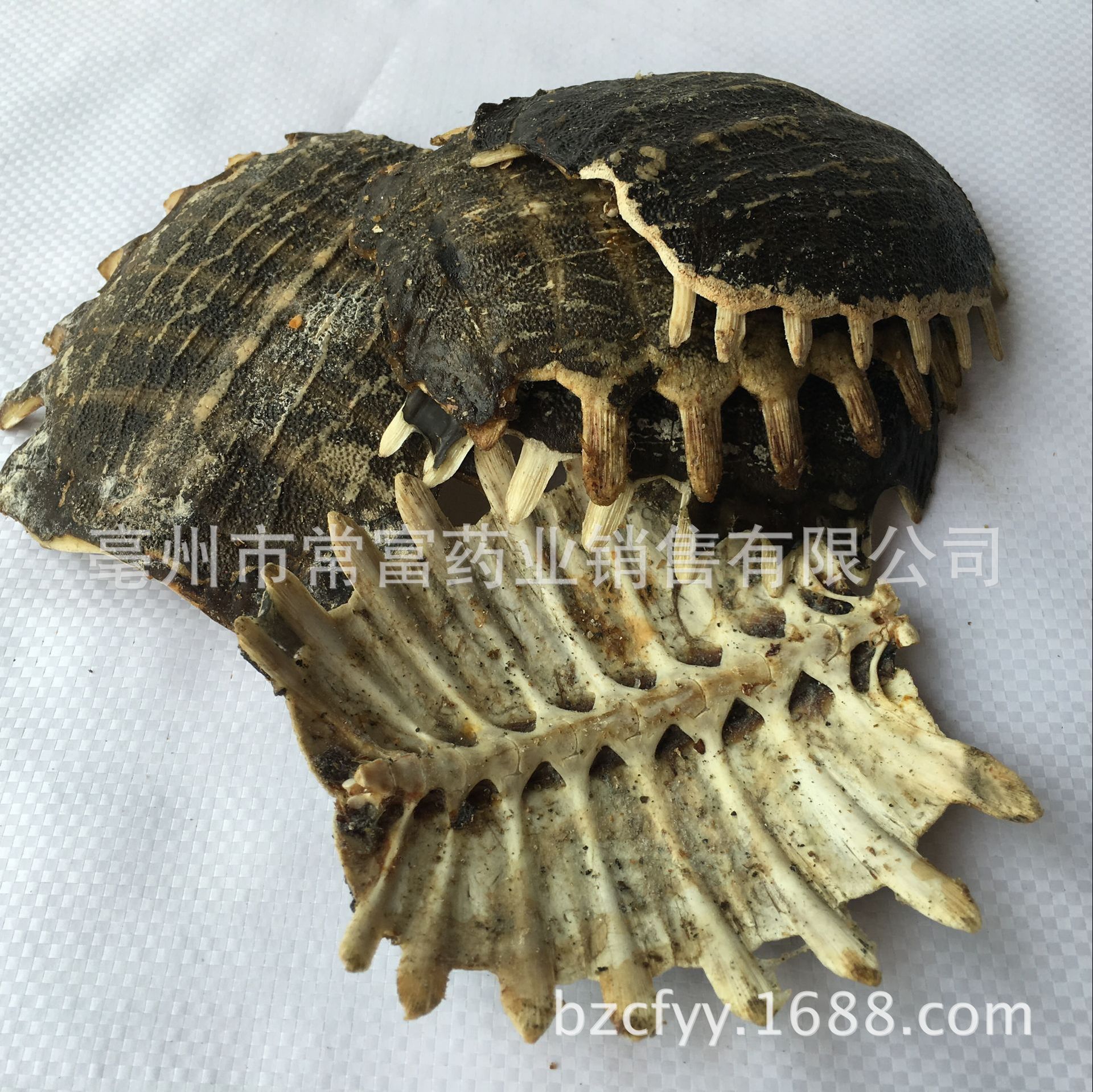Dried Turtle Shell Bie Jia 500g Traditional Chinese Herb for Culinary Decoction Use overview