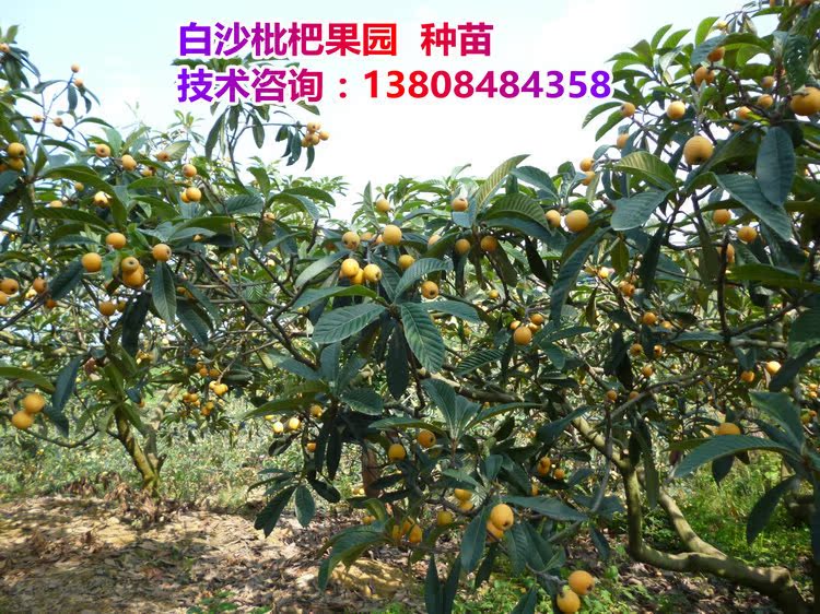 枇杷苗 枇杷树苗 白沙枇杷 苗嫁接1