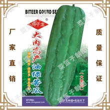 大肉高鏟油綠苦瓜(大果型)  馮子龍種苗公司直售批零種植蔬菜種子