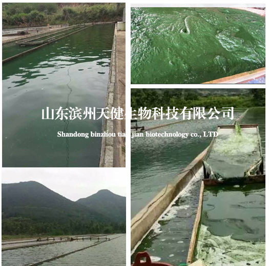 新采收螺旋藻粉