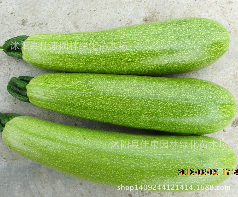 西葫芦种子 小白瓜 占瓜种子 角瓜种子 1件=1斤-阿里巴巴