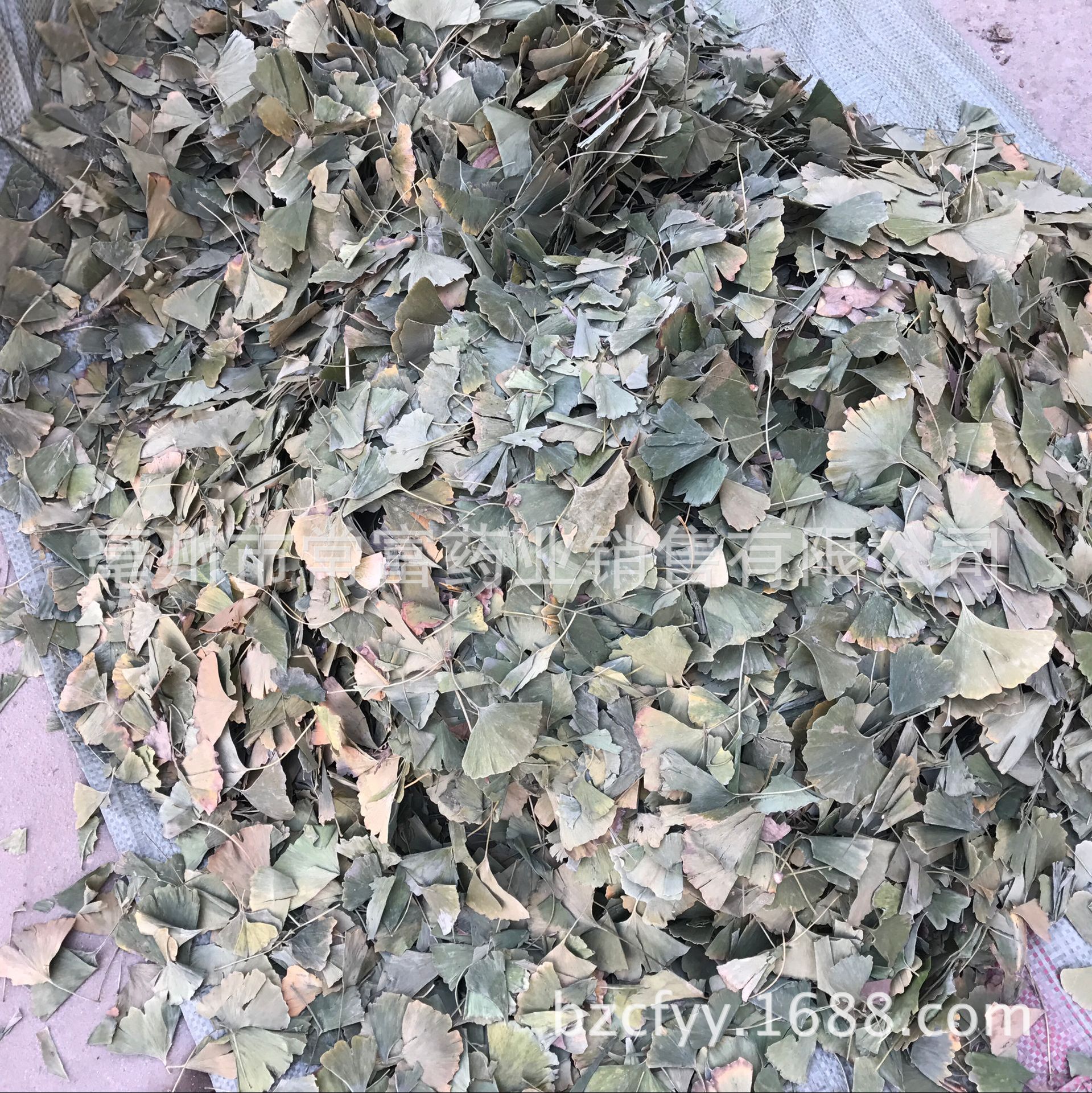 Ginkgo Leaf Tea Yin Xing Ye Dried Ginkgo biloba Leaves Triangular Teabags Fresh Green Cut Leaf 500g specifications