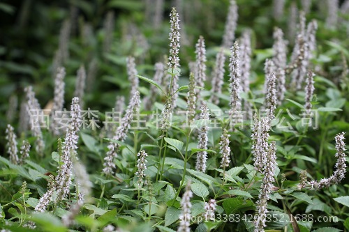 粉萆的别名,粉萆的别名_大山谷图库
