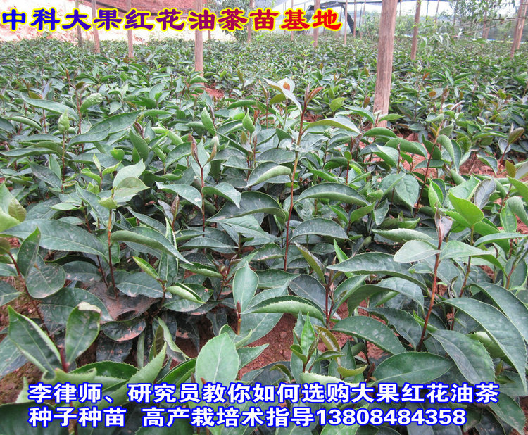 大果红花油茶苗 油茶果树苗木基地嫁接苗39