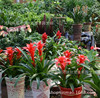 Fortune -headed Geely Red Star indoor plant flowers potted hydraulic earthen cultivation (pineapple) suction formaldehyde