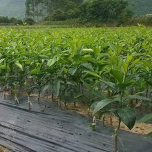 黄金柑价格_今日最新黄金柑价格行情走势