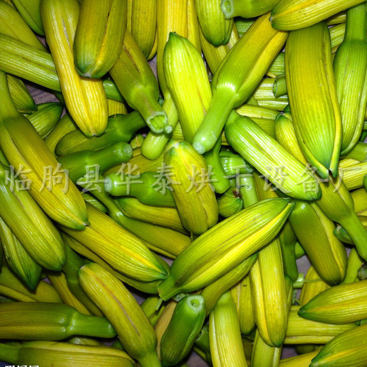 huanghuacai_副本
