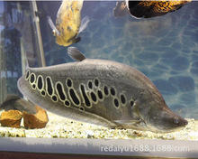 �Ꭷ�^�p�~���l ���ǵ��~�|�� ���������~