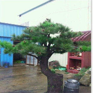 ������ɘ� �����ɘ��~ �������˿� �@�־G�������b��I�н�