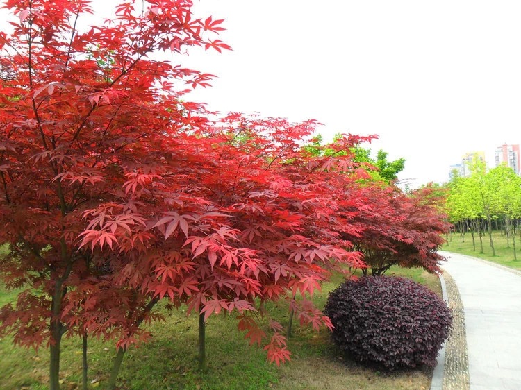 3010259191_2016616541.jpg_.web