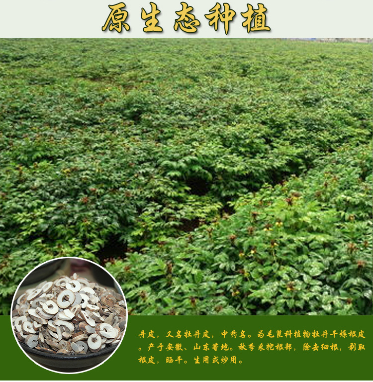 丹皮树,丹皮,丹皮花_大山谷图库