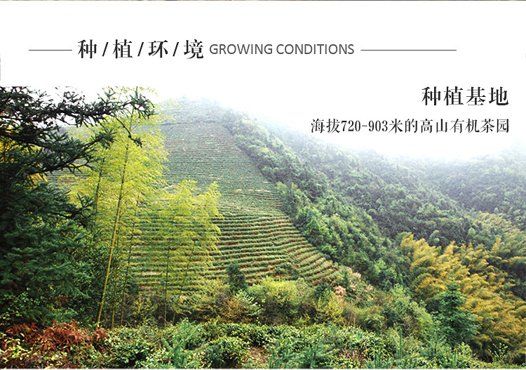 信阳白茶散茶 2024年白露茶 高山白露润灵芽 产地批发