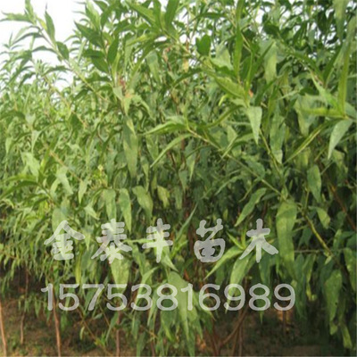 Direct selling Sell high quality Breed Peach seedlings Chunli peach sapling Qiu Tong Peach seedlings high quality Breed Long-term Sell