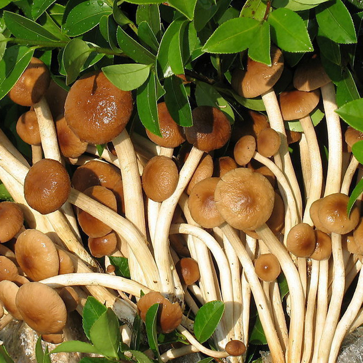 长期供应优质袋装新鲜古田茶树菇泡沫箱装茶树菇产地直销