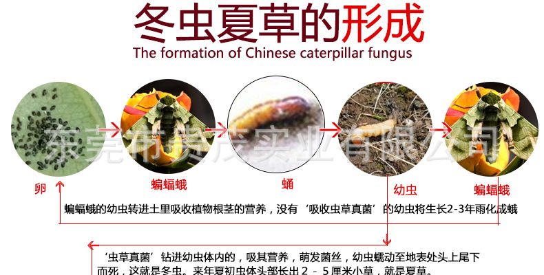 虫草_06