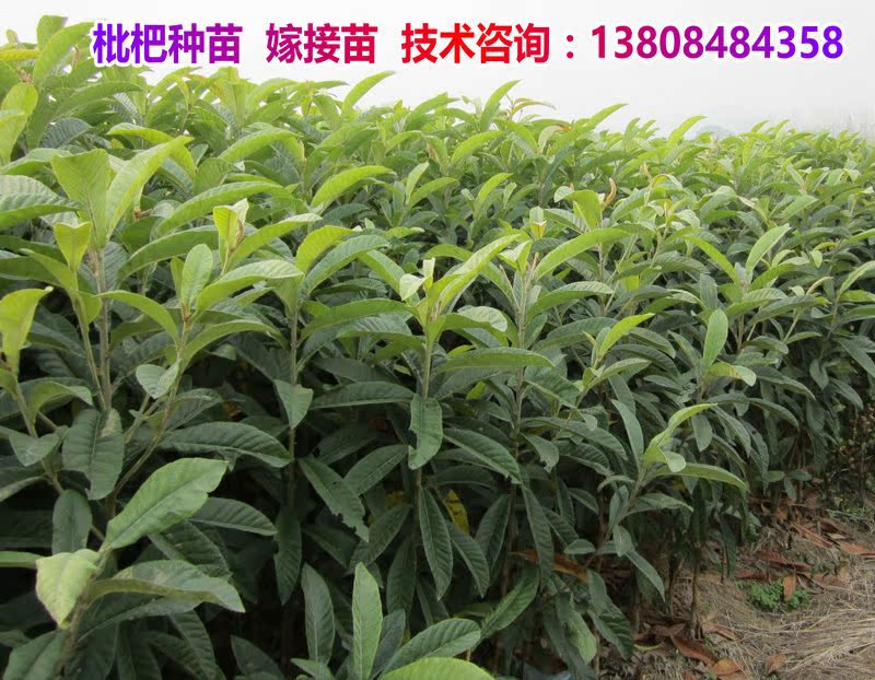 枇杷苗 枇杷树苗 枇杷嫁接苗8