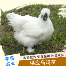 白羽鸡鸡苗价格_今日最新白羽鸡鸡苗价格行情