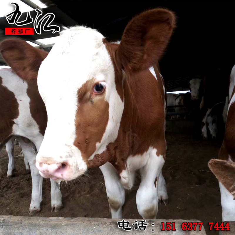 【肉牛配种视频】_肉牛配种视频厂家_肉牛配