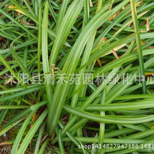 彼岸花种球 彼岸花种球品牌 图片 价格 彼岸花种球批发 阿里巴巴